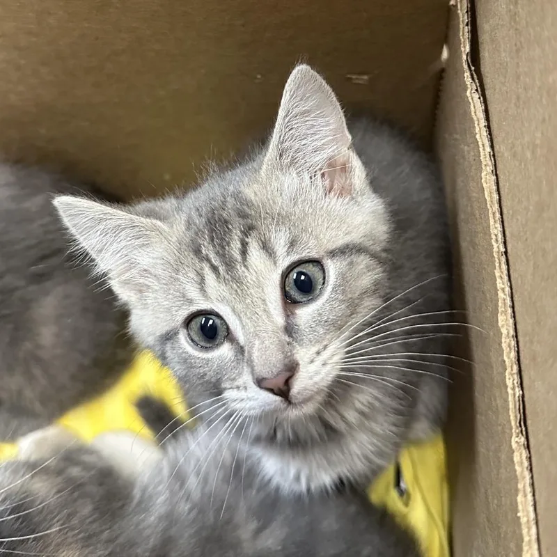 A baby small-sized female Gray / Blue / Silver Domestic Short Hair cat named Americano for adoption in Philadelphia, PA
