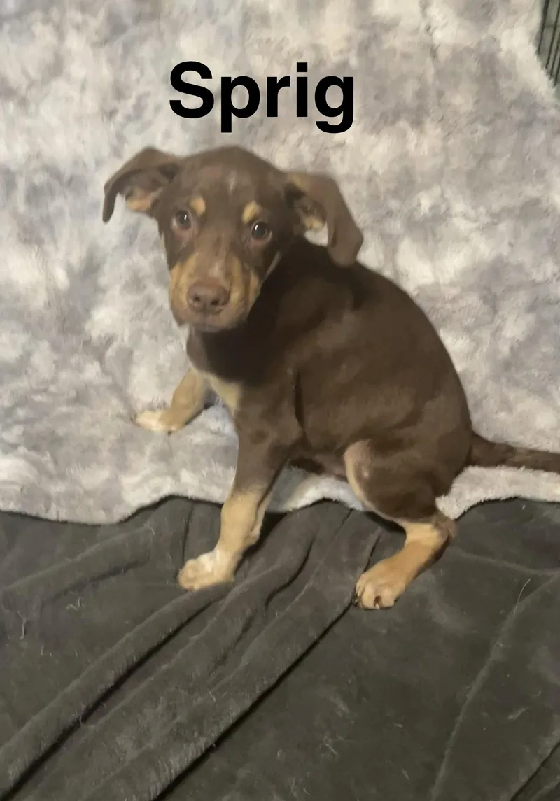 A baby medium-sized male Hound dog named Sprig for adoption in Topeka, KS