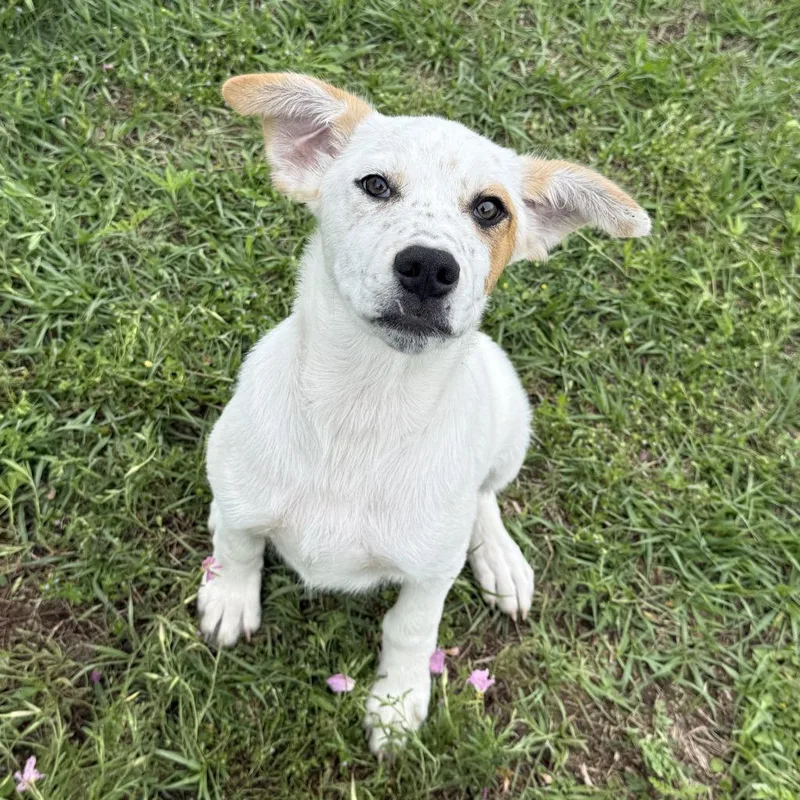 A baby medium-sized male Shepherd dog named Smokey for adoption in Brenham, TX