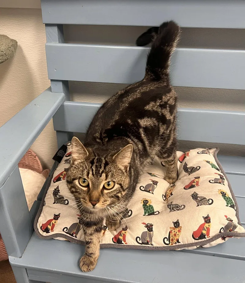 An adult medium-sized male Tabby cat named Nibblez for adoption in Georgetown, KY