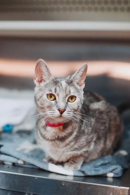 An adult small-sized female Domestic Short Hair cat named a Curly Q for adoption in North Charleston, SC