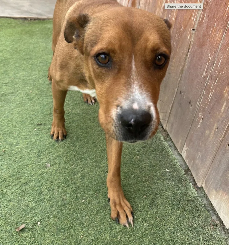 A young medium-sized male Golden Labrador Retriever dog named Pluto for adoption in Huntington, NY