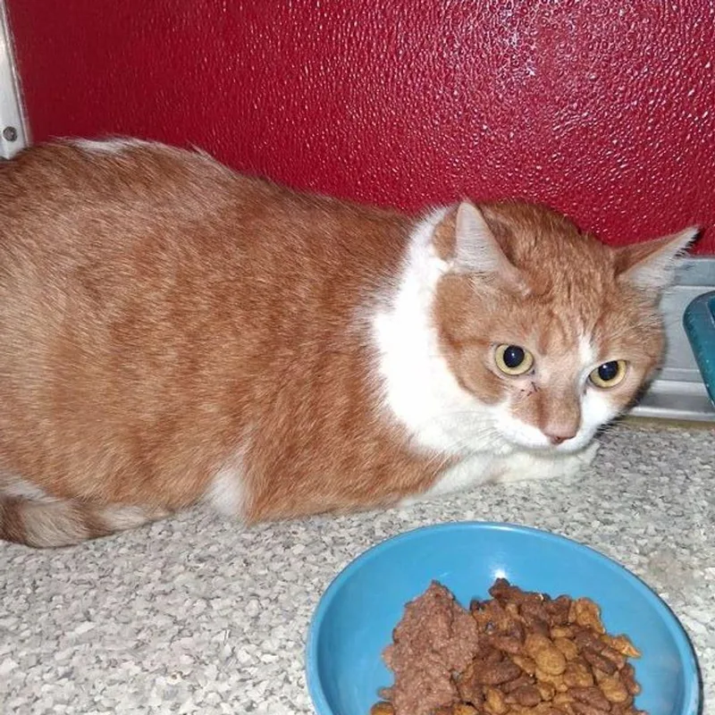 An adult medium-sized male Orange & White Domestic Short Hair cat named Georgie for adoption in Lake Havasu City, AZ