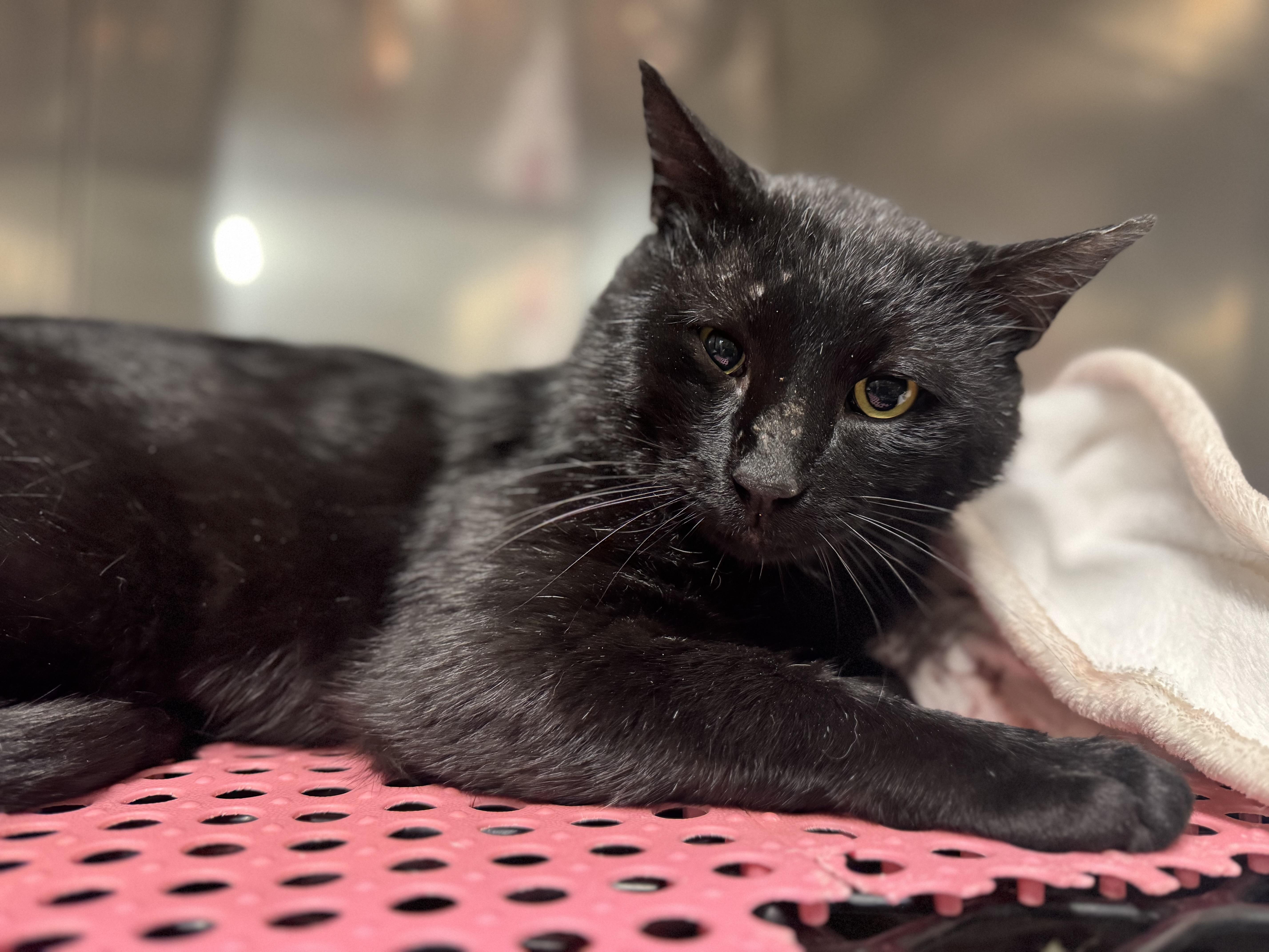 An adult medium-sized male Black Domestic Short Hair cat named Steve for adoption in Blair, NE