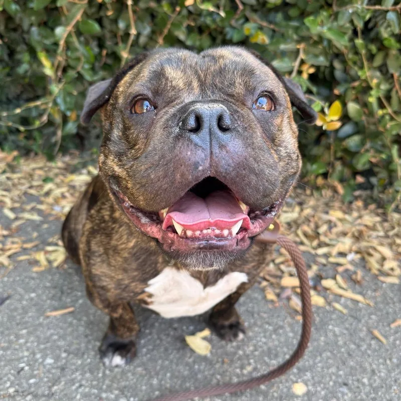 Moose thumbnail 2