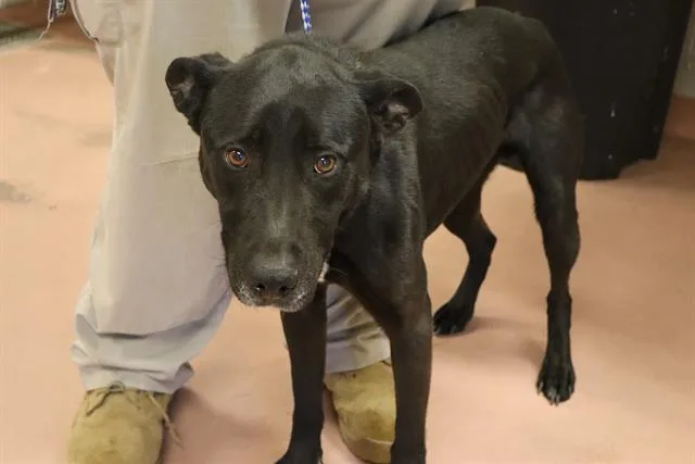 An adult large-sized male Mixed Breed dog named Gizmo for adoption in Columbia, SC