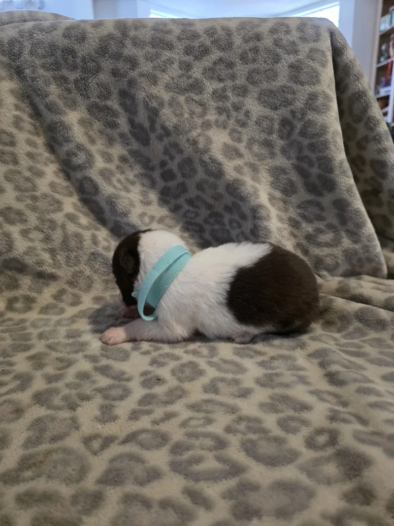 Jocelyn Schittteal collar thumbnail 4