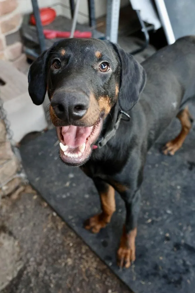 A young large-sized male Brown / Chocolate Doberman Pinscher dog named Conejo for adoption in TUCSON, AZ