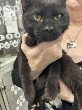A baby medium-sized male Domestic Short Hair cat named Oil Pastel for adoption in West Chester, PA