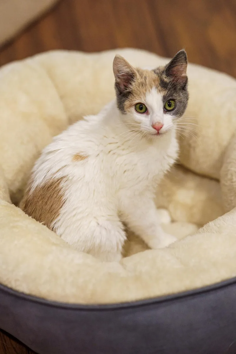 A baby medium-sized female Dilute Calico cat named Sparkle for adoption in LAMPASAS, TX