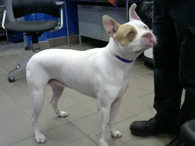 A young medium-sized female Pit Bull Terrier dog named Tiny for adoption in Albuquerque, NM