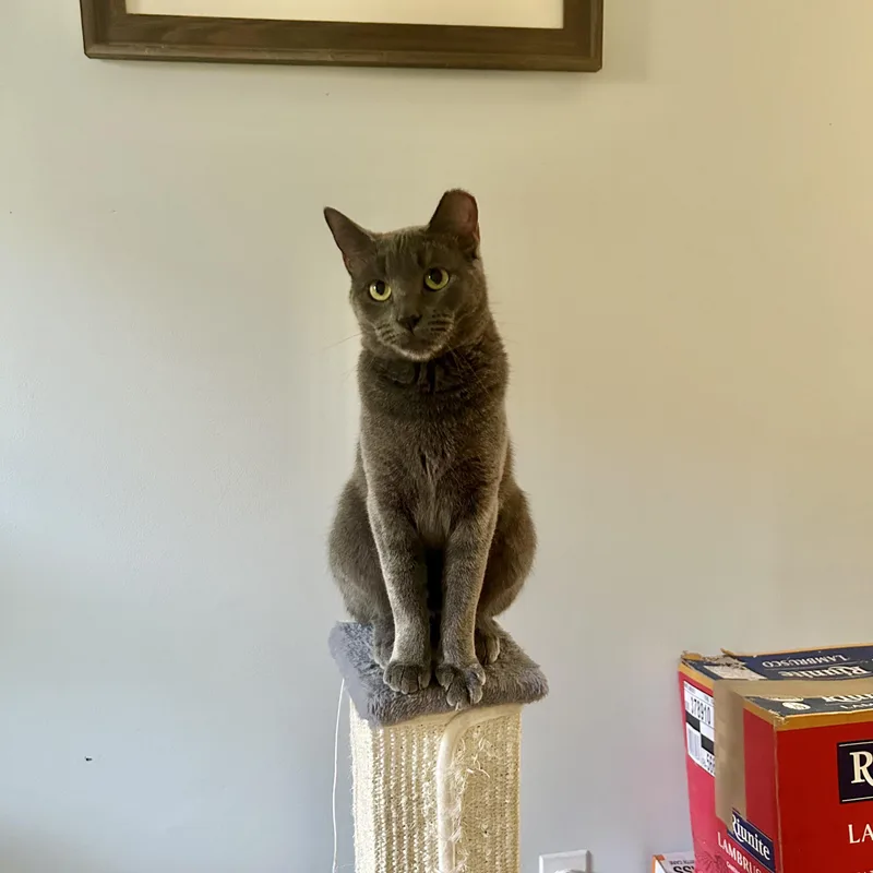 A young medium-sized female Gray / Blue / Silver Russian Blue cat named Sterling for adoption in Staten Island, NY