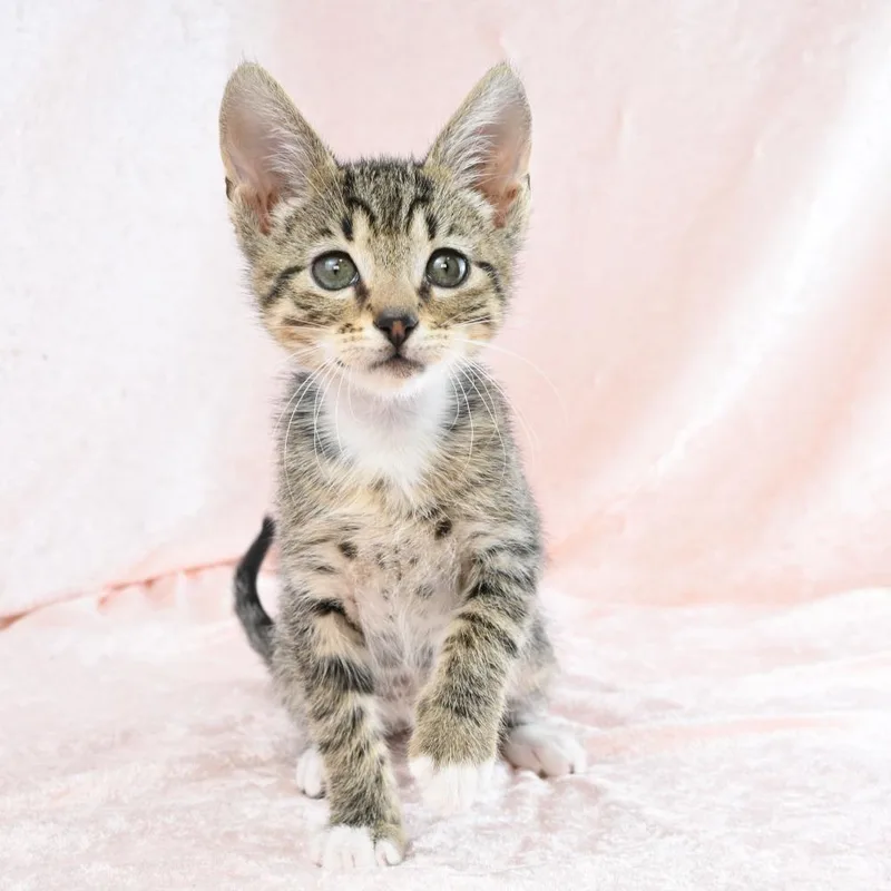 A baby small-sized male Brown / Chocolate Domestic Short Hair cat named Cadbury for adoption in Mobile, AL