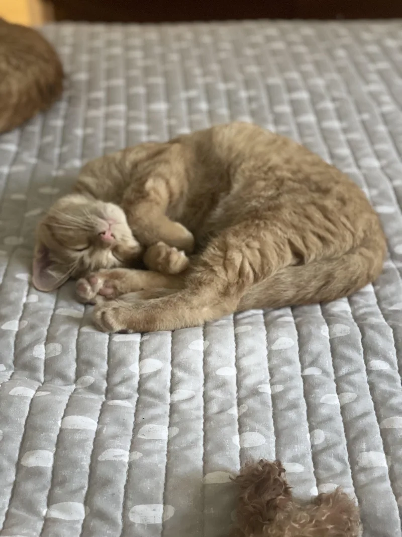 A baby medium-sized male Tabby (Orange / Red) Domestic Short Hair cat named Emmett  Foodie at for adoption in Bristow, VA