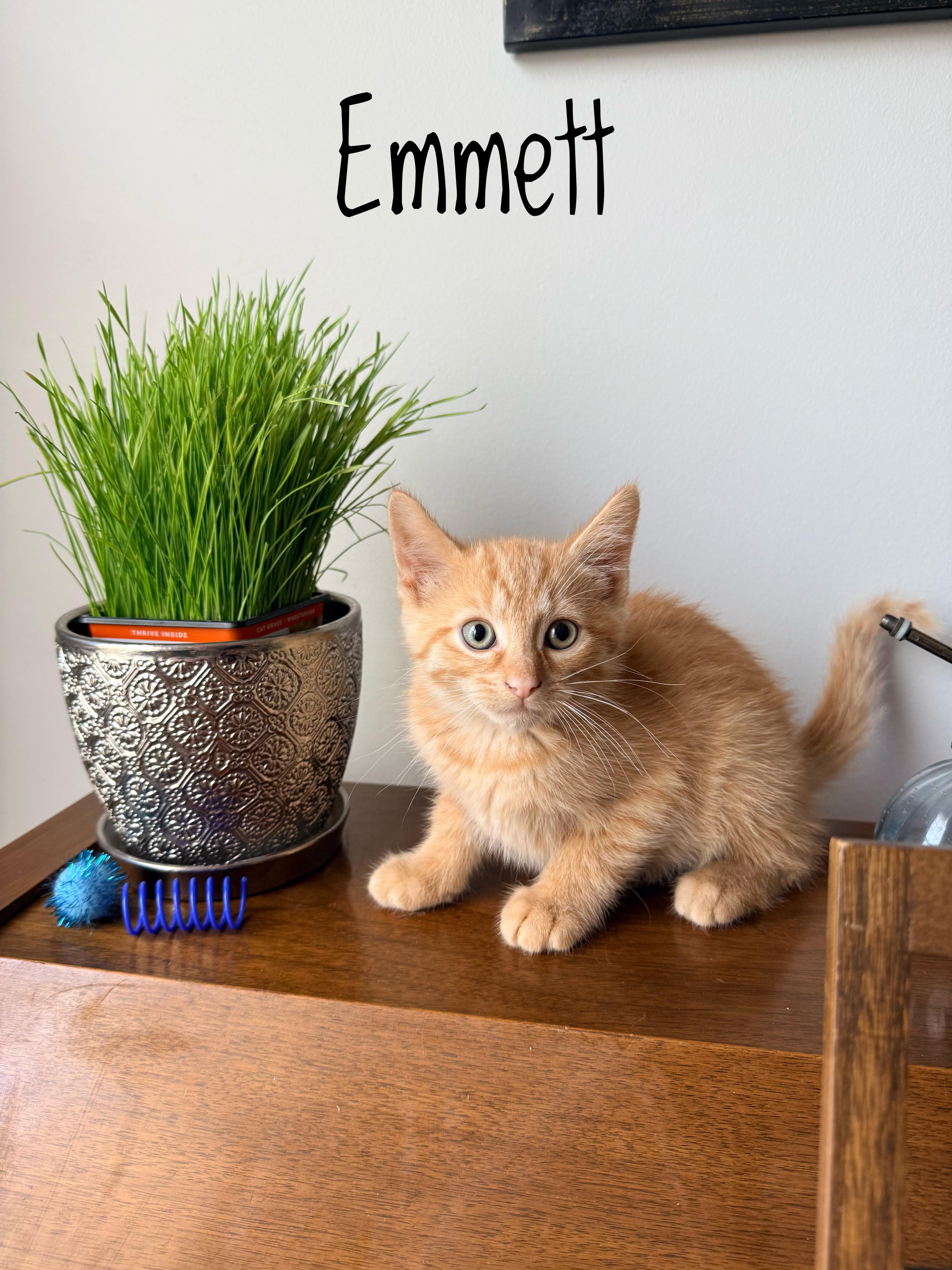 Emmett  Foodie at thumbnail 3