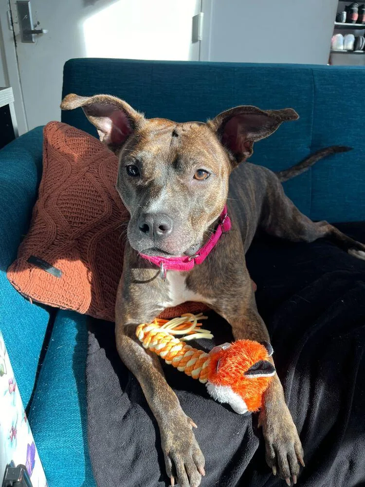 Shanghai thumbnail 6