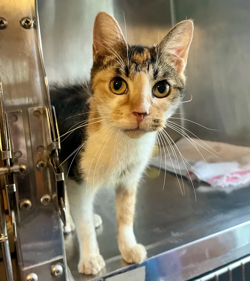 An adult medium-sized female Calico Domestic Short Hair cat named Crisp for adoption in Seville, OH