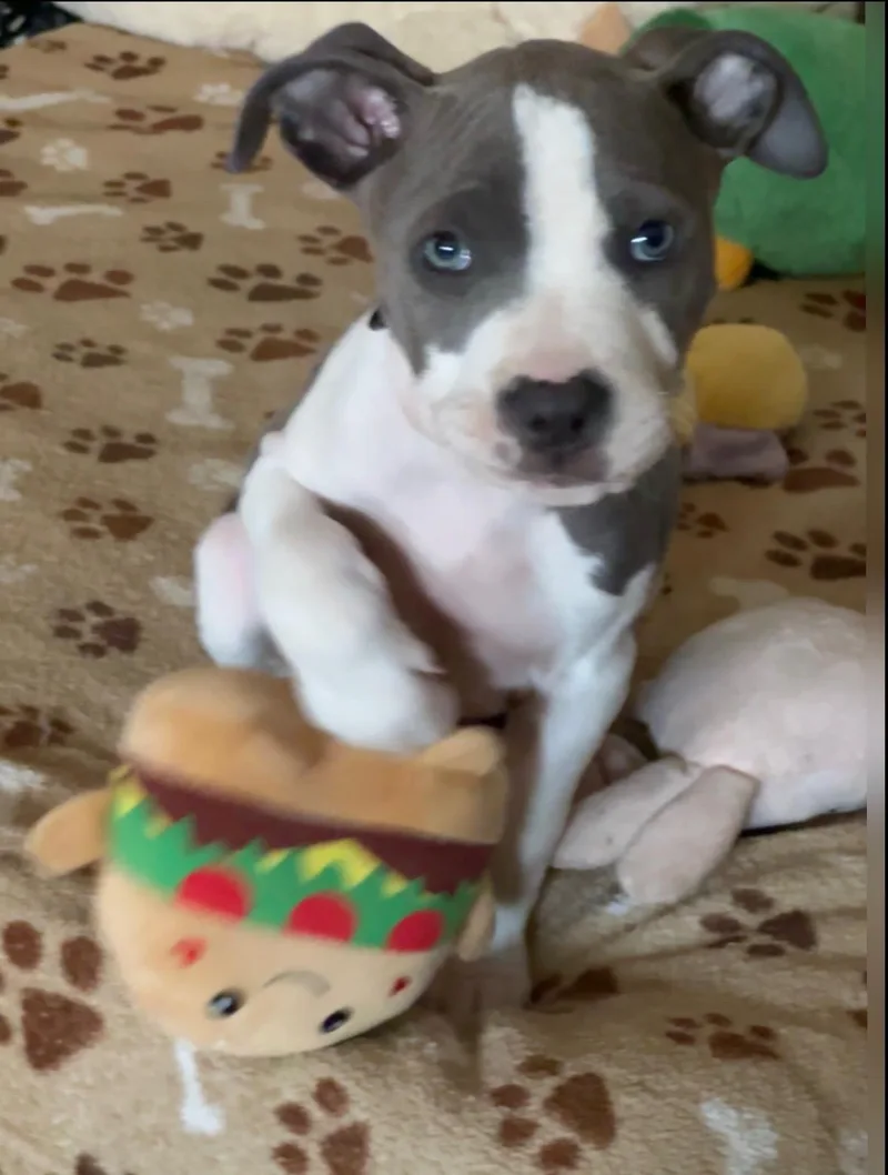 A baby medium-sized male White / Cream Pit Bull Terrier dog named Blue for adoption in Reseda, CA