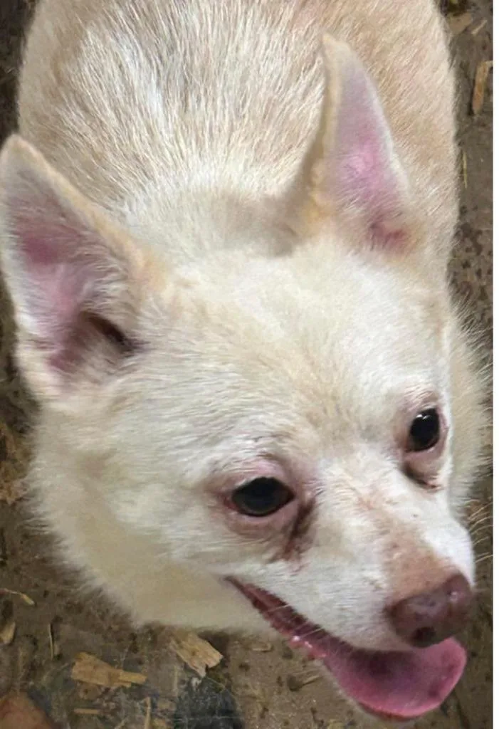An adult small-sized male Chihuahua dog named Snowball for adoption in Fond Du Lac, WI