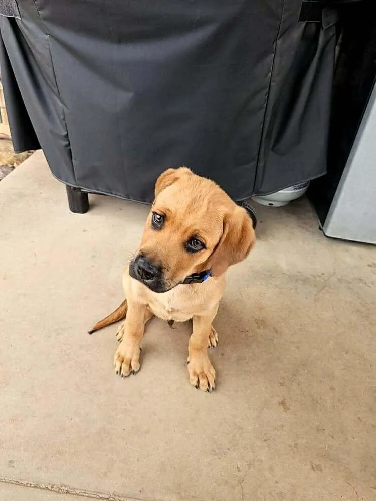 A baby large-sized male Brown / Chocolate Hound dog named Douglas for adoption in Wolcott, CT