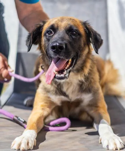 An adult large-sized female Mixed Breed dog named Gabriella for adoption in Chamblee, GA