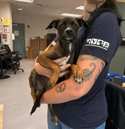 A baby small-sized female Terrier dog named Twinkletoes for adoption in Oakland, CA
