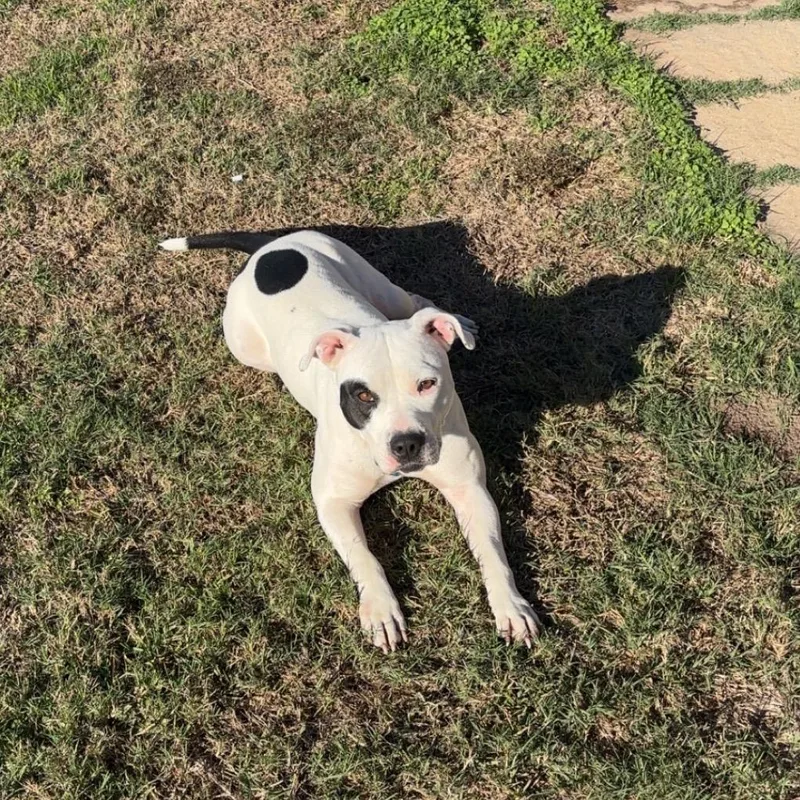 An adult medium-sized female White / Cream Pit Bull Terrier dog named Ellie Mae for adoption in Dallas, TX