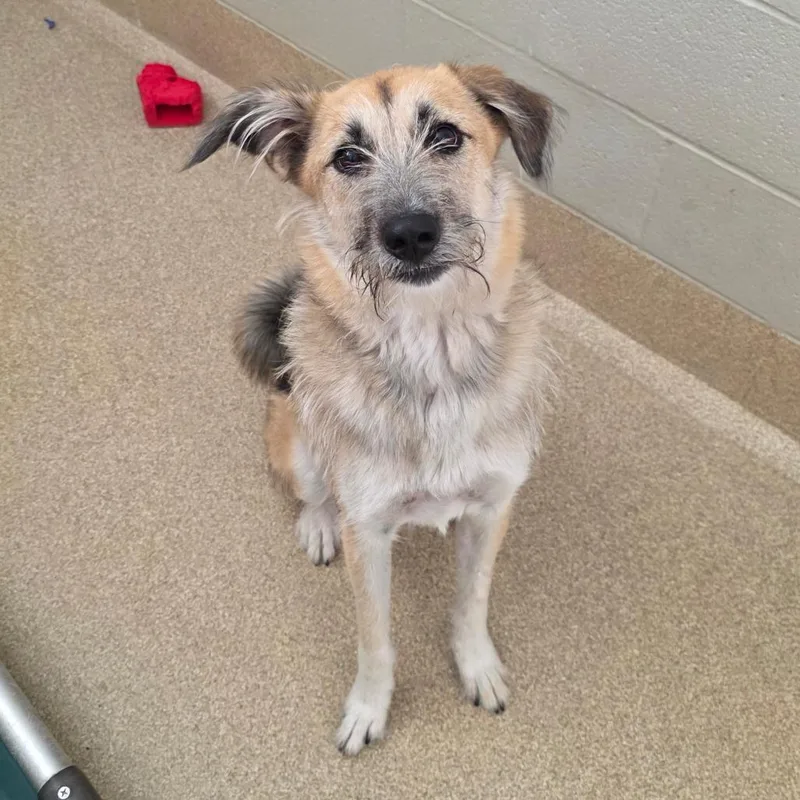 An adult medium-sized female Mixed Breed dog named Birdie for adoption in Bristol, IN