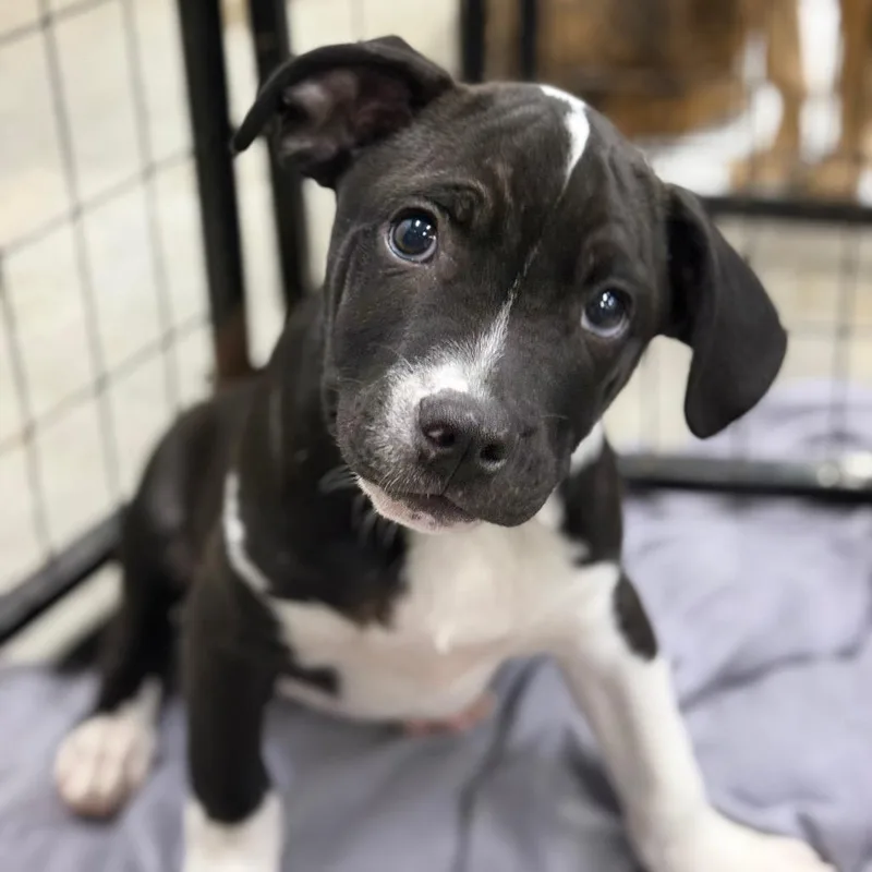 A baby small-sized male Black Pit Bull Terrier dog named Sage for adoption in Birmingham, AL