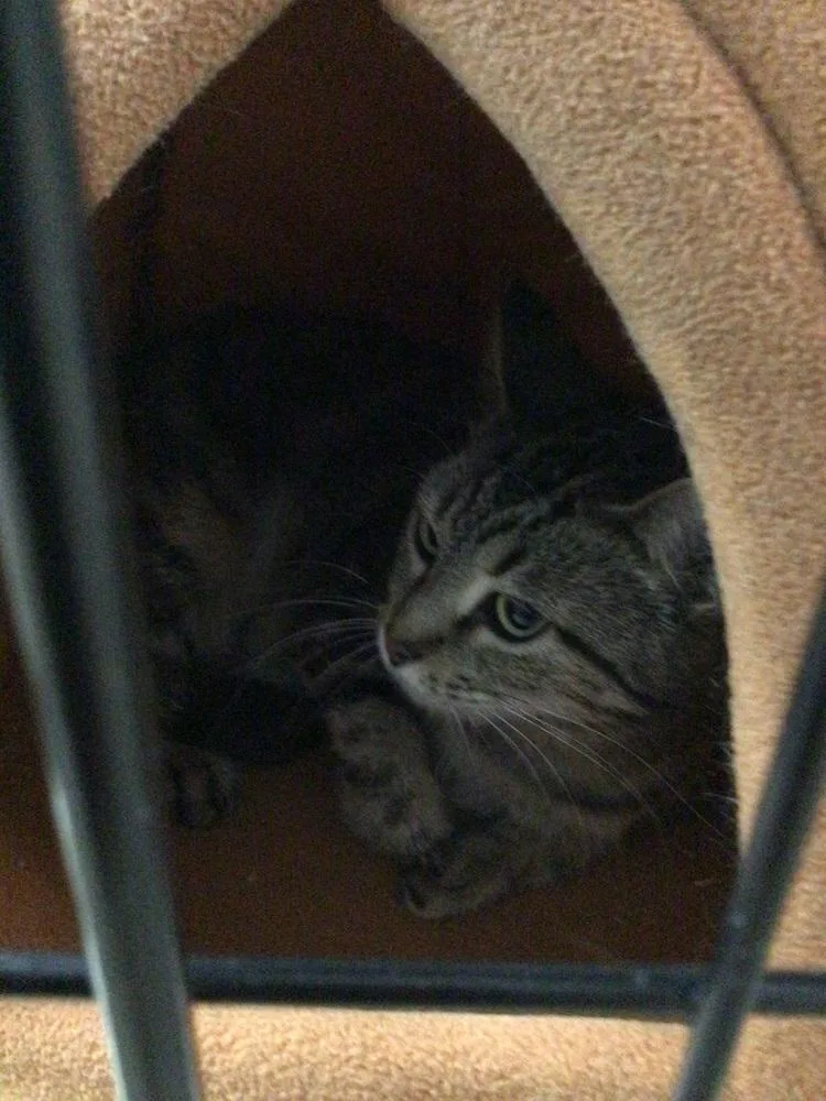 An adult medium-sized female Tabby (Brown / Chocolate) Domestic Short Hair cat named Rosie for adoption in Logansport , IN