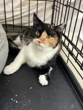 A young small-sized female Domestic Short Hair cat named Nicky for adoption in Vero Beach, FL