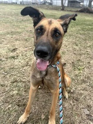 An adult extra large-sized male Great Dane dog named Bear for adoption in St. Anne, IL