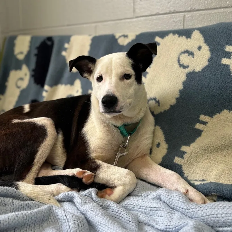 A young small-sized female Black Border Collie dog named Iggy for adoption in Brookfield, WI
