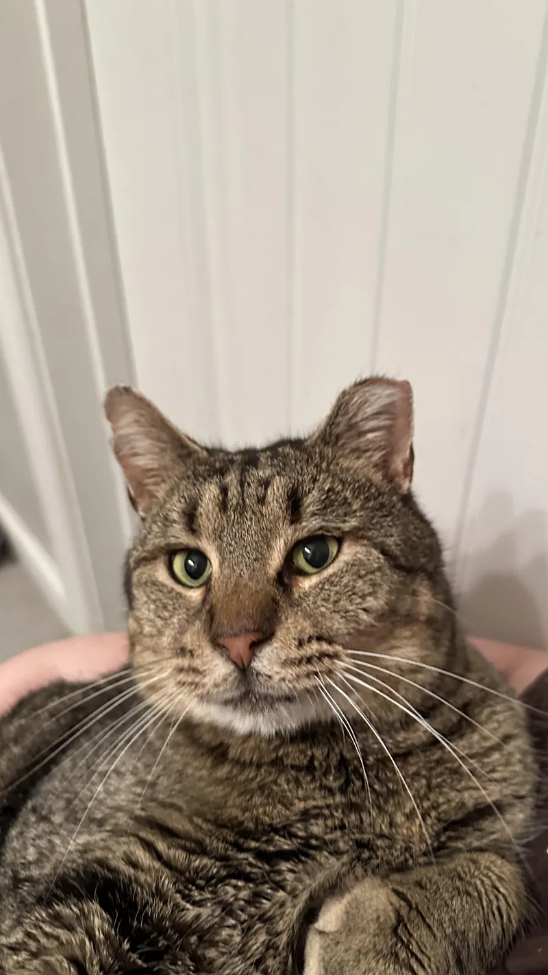 An adult medium-sized male Tabby (Brown / Chocolate) Domestic Short Hair cat named Big Boy for adoption in Nashville, TN