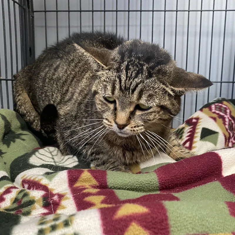 An adult medium-sized female Domestic Short Hair cat named Sissy for adoption in Columbus, OH