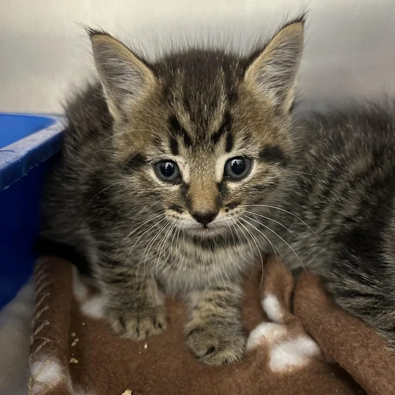 A baby small-sized male Brown / Chocolate Domestic Short Hair cat named Iepastray for adoption in Upland, CA