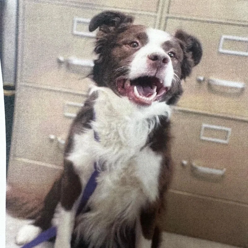 An adult large-sized male Brown / Chocolate Border Collie dog named Kona for adoption in Carlin, NV