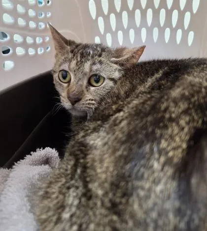 An adult medium-sized female Domestic Short Hair cat named Yooperite for adoption in Westland, MI