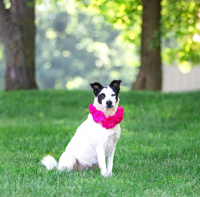 A young medium-sized female Terrier dog named Dottie for adoption in Coatesville, PA