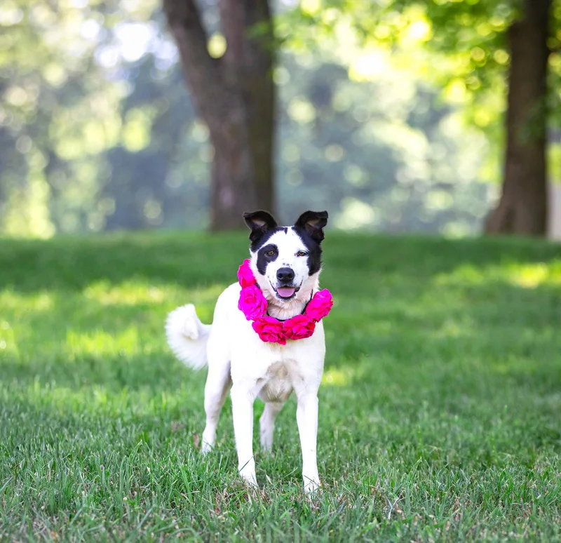 Dottie thumbnail 2
