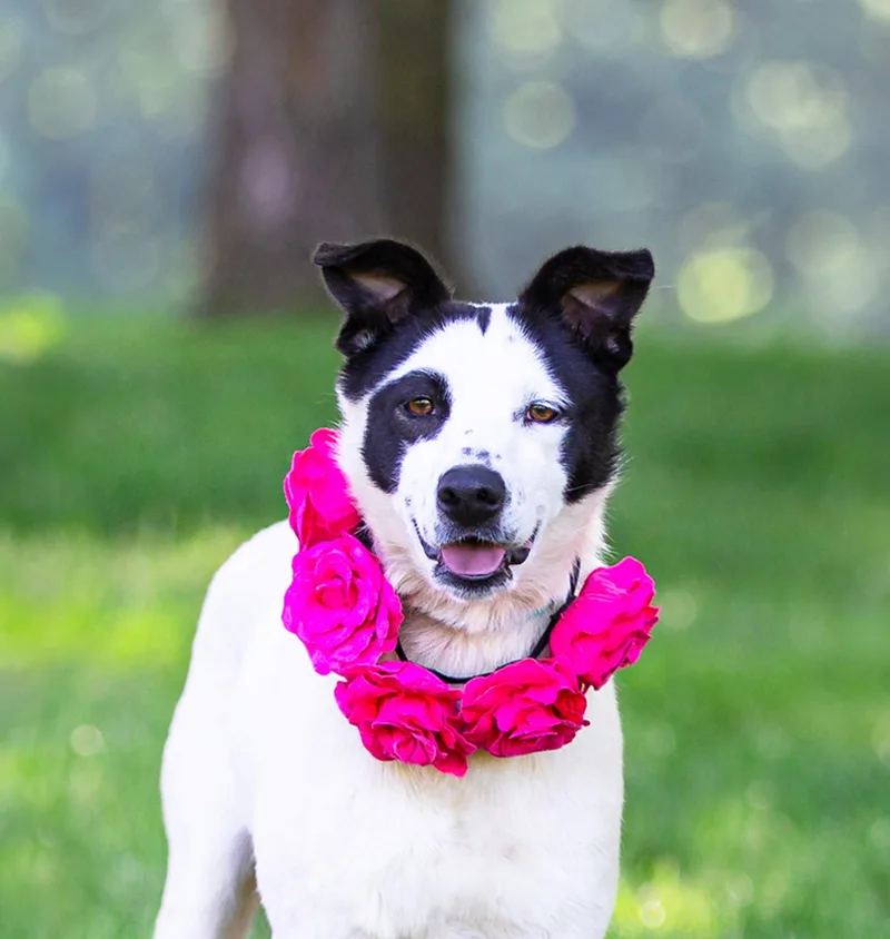 Dottie thumbnail 3