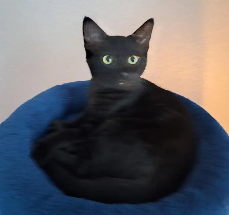 A young medium-sized female Black Domestic Short Hair cat named Debbie for adoption in Crossville, TN