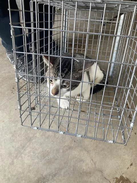 An adult medium-sized male Domestic Short Hair cat named Edward for adoption in Dallas, TX