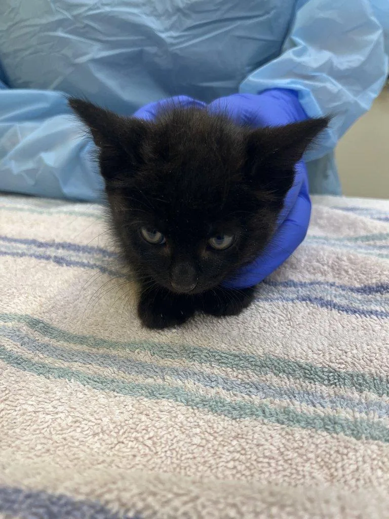 A baby small-sized male Black Domestic Short Hair cat named Brandywine for adoption in Raleigh, NC