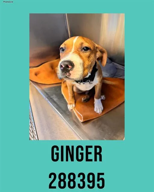 A baby small-sized male Mixed Breed dog named Ginger for adoption in Macon, GA