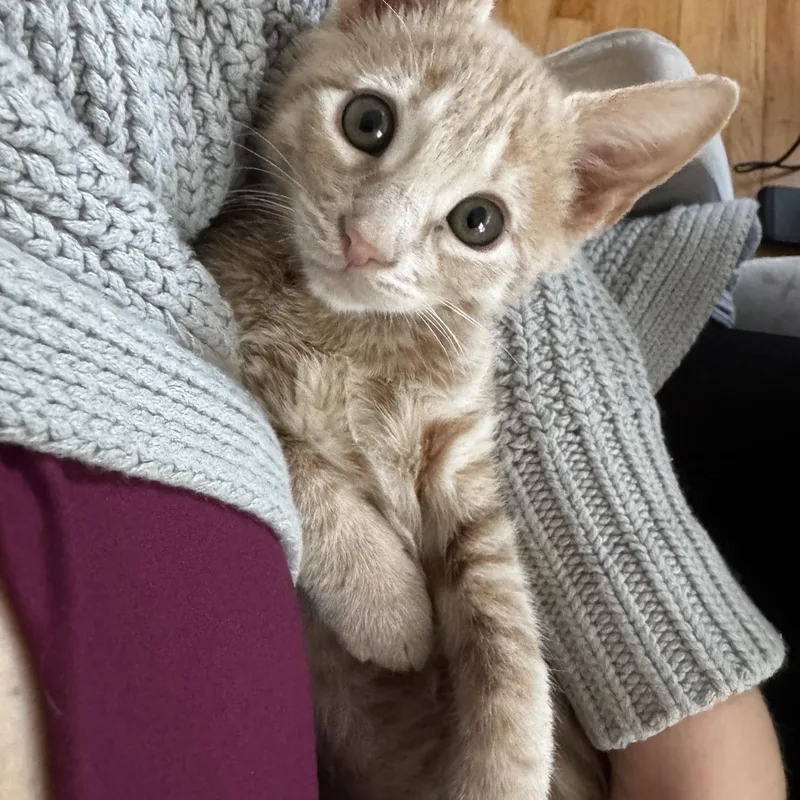 A baby medium-sized male Buff & White Tabby cat named Biscuit for adoption in Frederick, MD