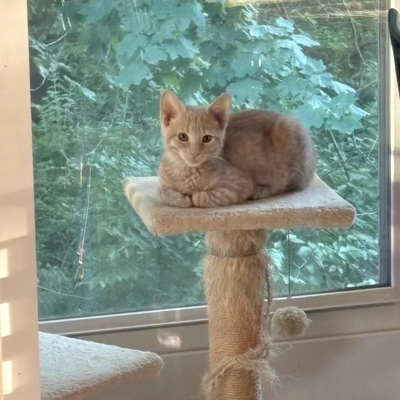 Biscuit thumbnail 3