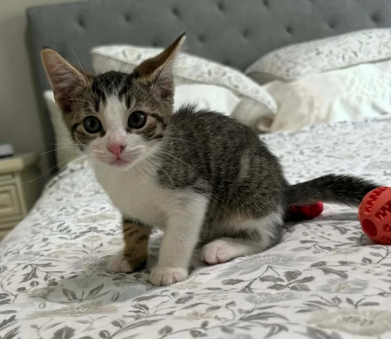 A baby small-sized male Tabby (Buff / Tan / Fawn) Domestic Medium Hair cat named Bubba for adoption in Calera, AL