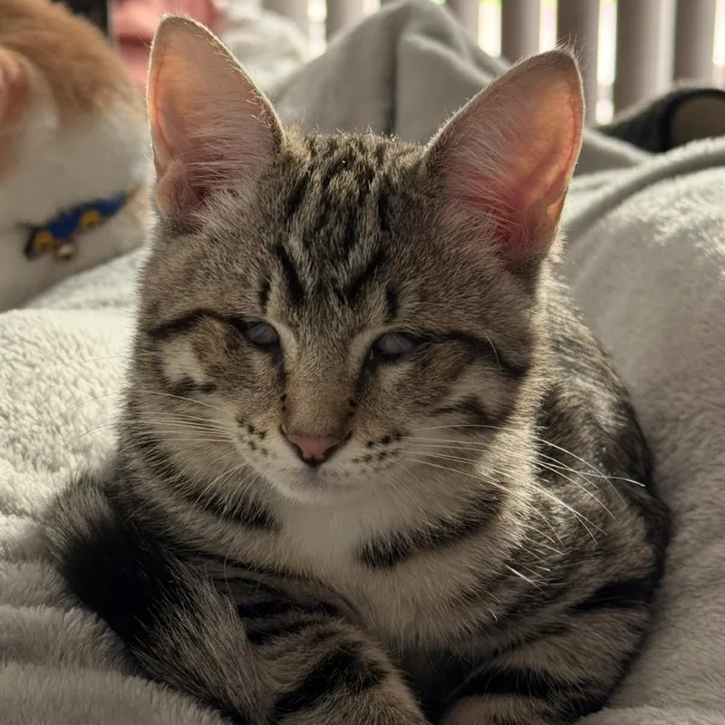 Suki thumbnail 2