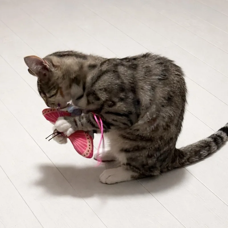 Suki thumbnail 4